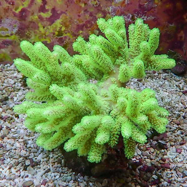 【サンゴ現物27】トサカ.sp 11-15cm!15時までのご注文で当日発送 【サンゴ】(t145