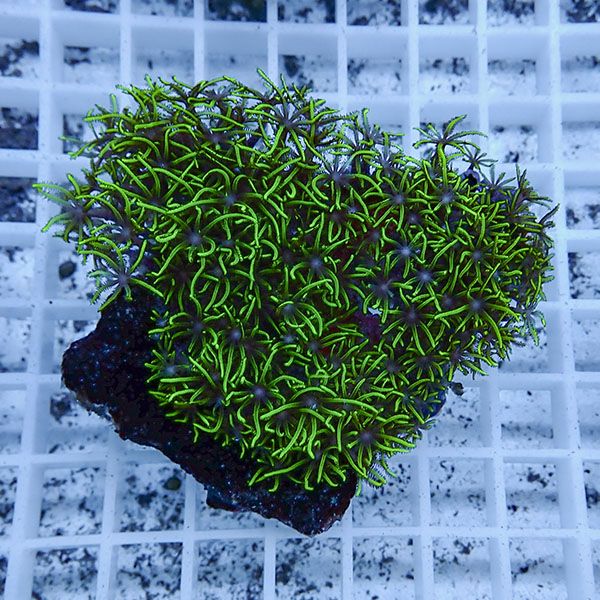 【サンゴ現物6】スターポリプ!15時までのご注文で当日発送 【サンゴ】(t221