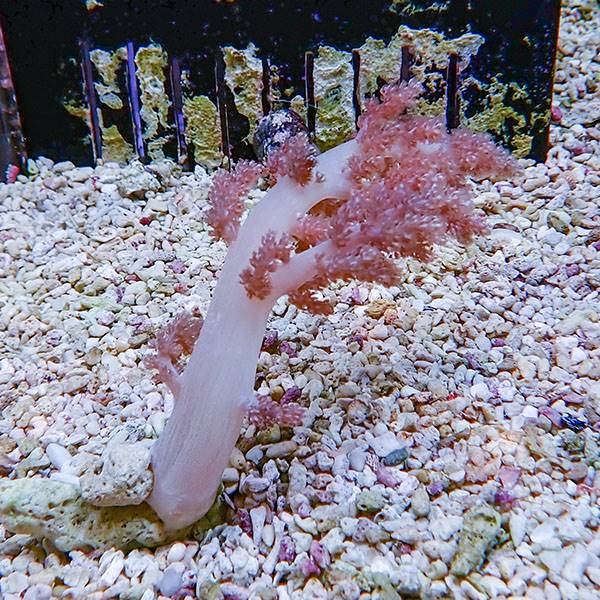 【サンゴ現物1】チヂミトサカ 3-10cm 沖縄産!15時までのご注文で当日発送 【サンゴ】(t145