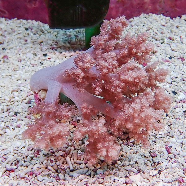 【サンゴ現物2】チヂミトサカ 10-12cm 沖縄産!15時までのご注文で当日発送 【サンゴ】(t145