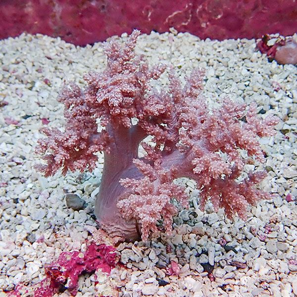 【サンゴ現物3】チヂミトサカ 14-15cm 沖縄産!15時までのご注文で当日発送 【サンゴ】(t145