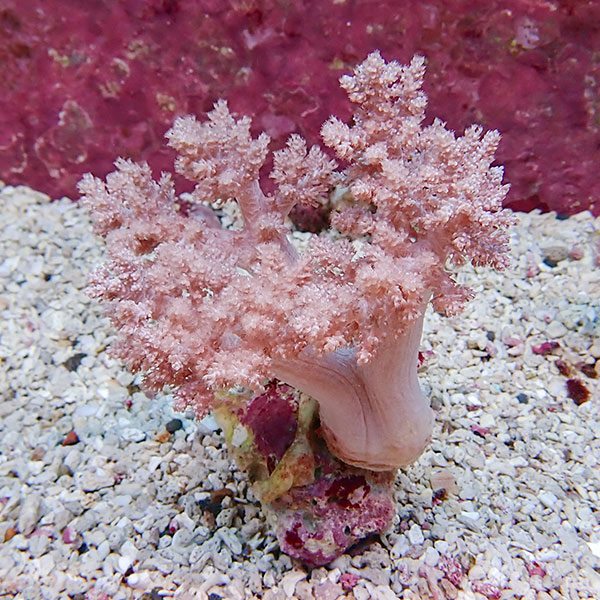 【サンゴ現物4】チヂミトサカ 9-13cm 沖縄産!15時までのご注文で当日発送 【サンゴ】(t145