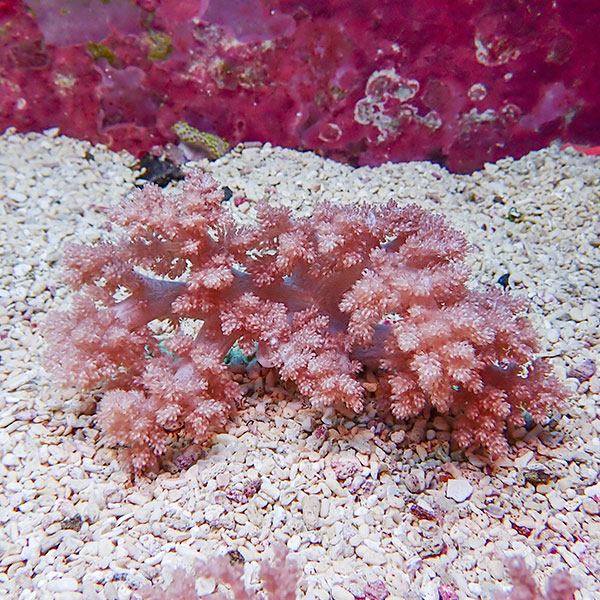 【サンゴ現物6】チヂミトサカ 14-8cm 沖縄産!15時までのご注文で当日発送 【サンゴ】(t145