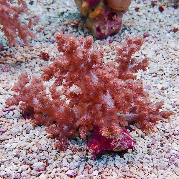 【サンゴ現物7】チヂミトサカ 11-10cm 沖縄産!15時までのご注文で当日発送 【サンゴ】(t145