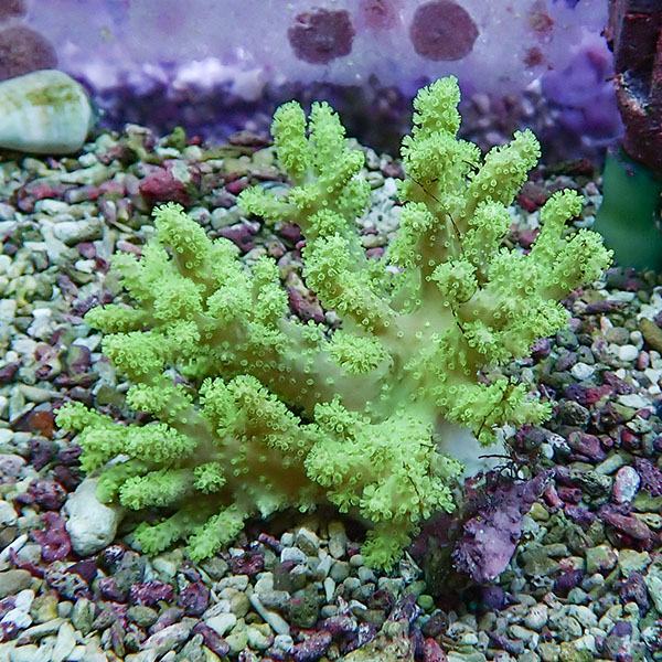 【サンゴ現物5】トサカ.sp 8-6cm沖縄産!15時までのご注文で当日発送 【サンゴ】(t145