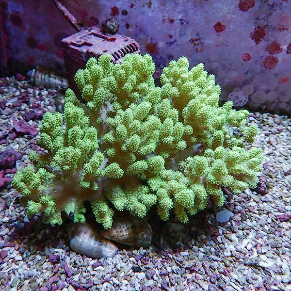 【サンゴ現物6】トサカ.sp 15-14cm沖縄産!15時までのご注文で当日発送 【サンゴ】(t145