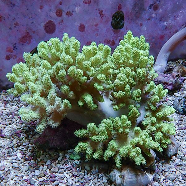 【サンゴ現物7】トサカ.sp 16-16cm沖縄産!15時までのご注文で当日発送 【サンゴ】(t145