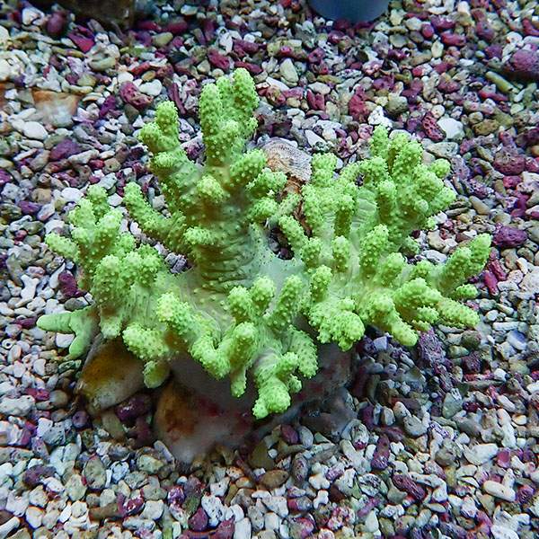 【サンゴ現物8】トサカ.sp 8-7cm沖縄産!15時までのご注文で当日発送 【サンゴ】(t145