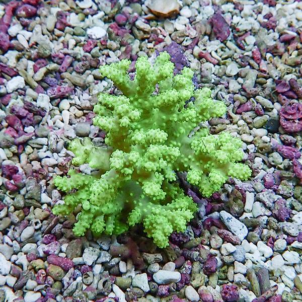 【サンゴ現物9】トサカ.sp 5-5cm沖縄産!15時までのご注文で当日発送 【サンゴ】(t145