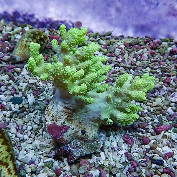 【サンゴ現物10】トサカ.sp 8-7cm 沖縄産!15時までのご注文で当日発送 【サンゴ】(t145