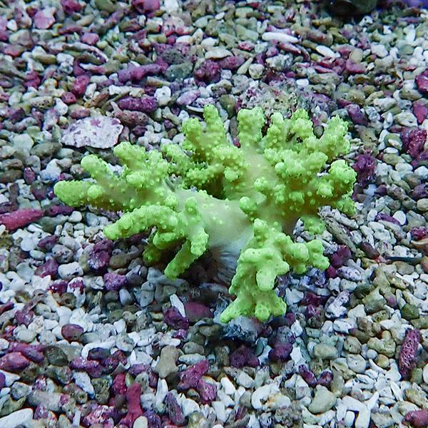 【サンゴ現物12】トサカ.sp 5-5cm沖縄産!15時までのご注文で当日発送 【サンゴ】(t145