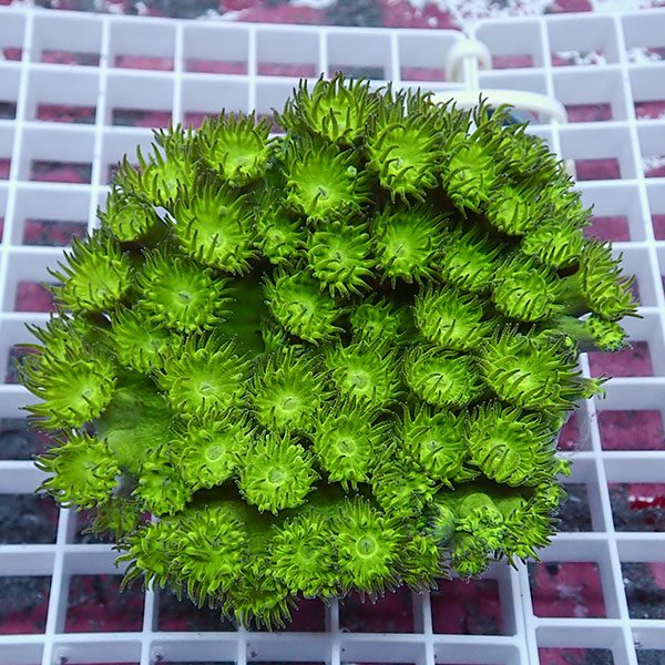 【サンゴ現物1】スリバチサンゴ! 15時までのご注文で当日発送 【サンゴ】