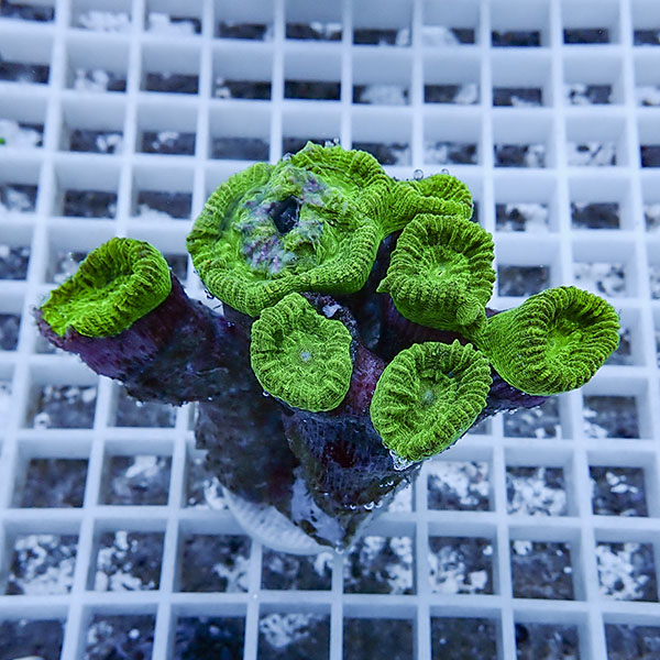 【サンゴ現物1】タバネサンゴ フラグ! 15時までのご注文で当日発送 【サンゴ】