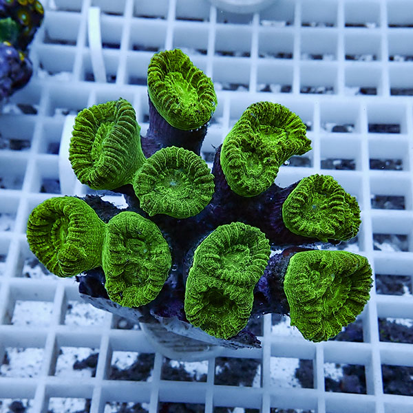 【サンゴ現物2】タバネサンゴ フラグ! 15時までのご注文で当日発送 【サンゴ】