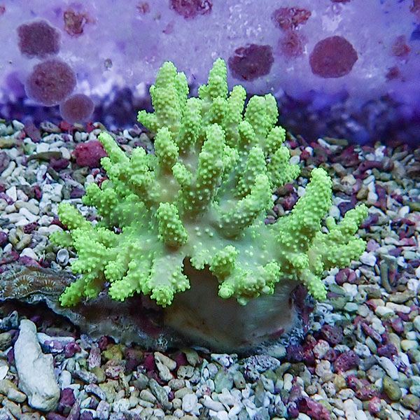 【サンゴ現物13】トサカ.sp 8-8cm沖縄産!15時までのご注文で当日発送 【サンゴ】(t145