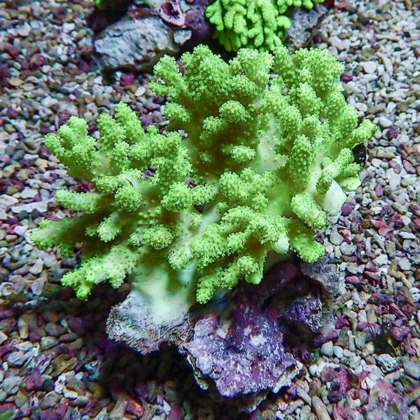 【サンゴ現物14】トサカ.sp 9-10cm沖縄産!15時までのご注文で当日発送 【サンゴ】(t145