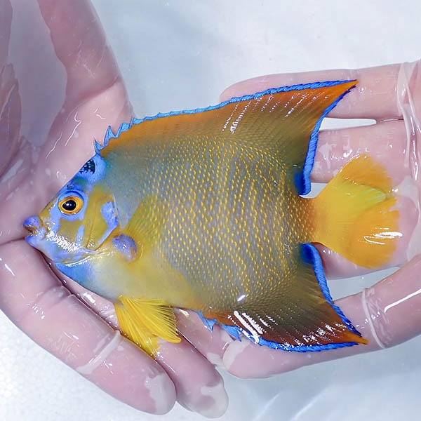 【現物5】クイーンエンゼル 13cm± !海水魚 ヤッコ 15時までのご注文で当日発送(t111(t207