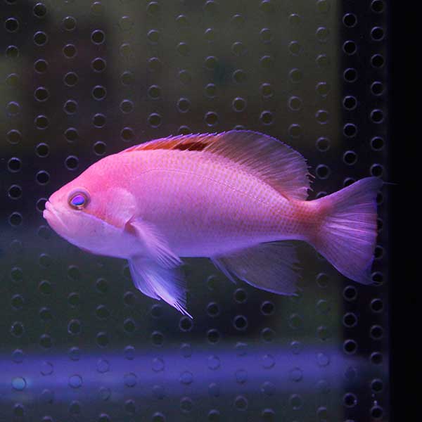 ケラマハナダイ オス± 8-10cm!  海水魚 ハナダイ 【餌付け】15時までのご注文で当日発送(t118