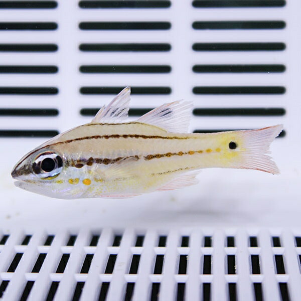 チークバーカーディナルフィッシュ 4-6cm±! 海水魚 テンジクダイ 餌付け 15時までのご注文で当日発送(t116