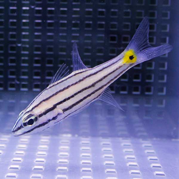 ヤライイシモチ 8-9cm±! 海水魚 テンジクダイ 餌付け 15時までのご注文で当日発送(t116