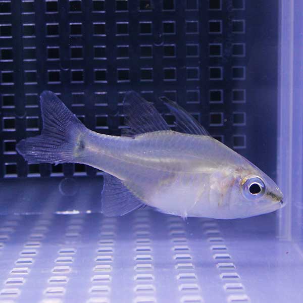 サンギルイシモチ 6-7cm±! 海水魚 テンジクダイ 餌付け 15時までのご注文で当日発送(t116