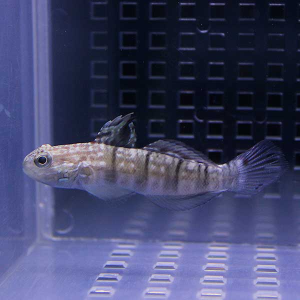 サラサハゼ 8-10cm± 砂のコケ取りが非常に優秀! ハゼ 15時までのご注文で当日発送(t121