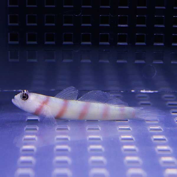 ヒメダテハゼ 4-5cm± 海水魚 ハゼ! 餌付け 15時までのご注文で当日発送(t121