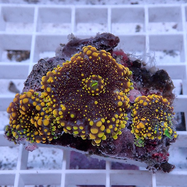 【サンゴ現物30】バブルディスクコーラル !15時までのご注文で当日発送 【サンゴ】(t146