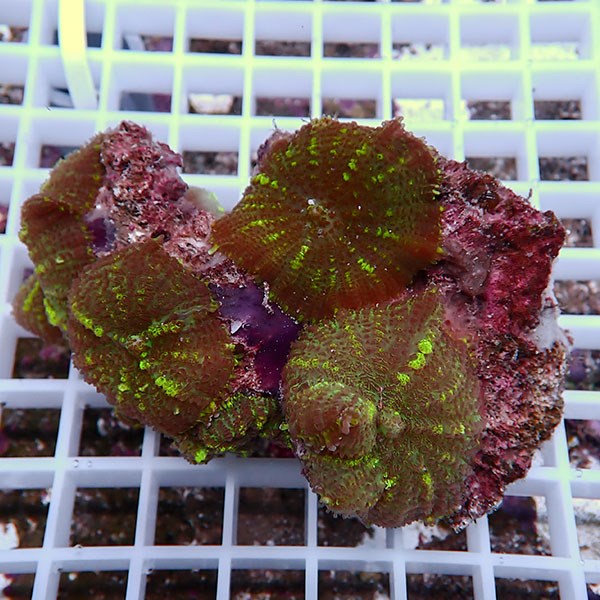 【サンゴ現物32】ディスクコーラル !15時までのご注文で当日発送 【サンゴ】(t146