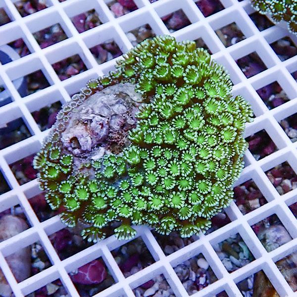 【サンゴ現物1】アワサンゴ! 15時までのご注文で当日発送 【サンゴ】(t221