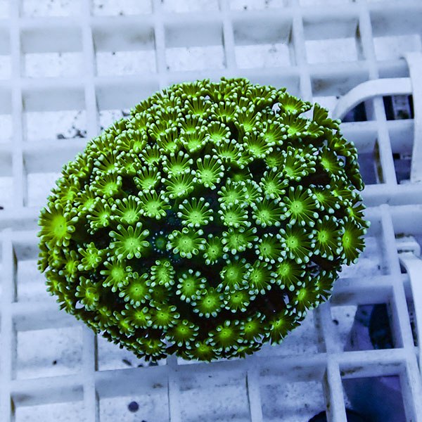 【サンゴ現物6】アワサンゴ! 15時までのご注文で当日発送 【サンゴ】(t221