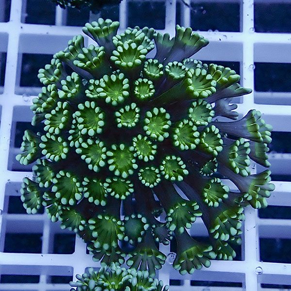 【サンゴ現物7】アワサンゴ! 15時までのご注文で当日発送 【サンゴ】(t221