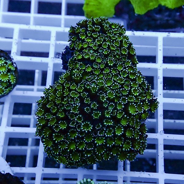 【サンゴ現物8】アワサンゴ! 15時までのご注文で当日発送 【サンゴ】(t221