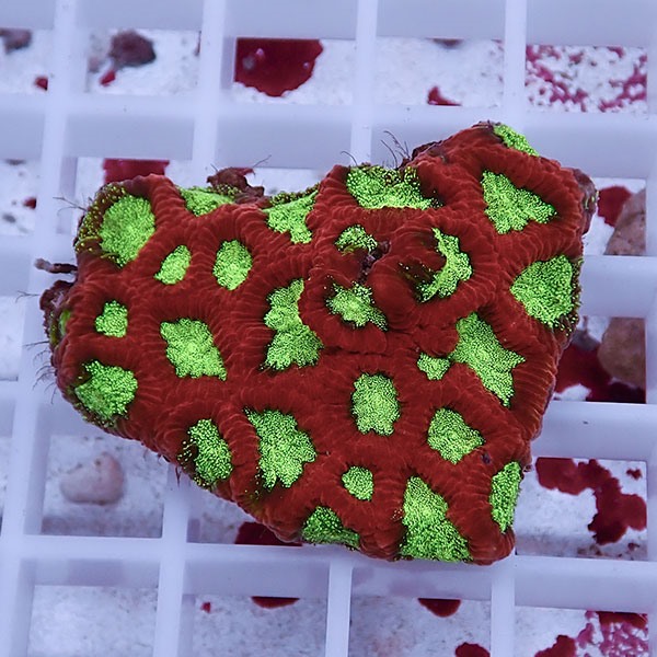 【サンゴ現物1】キクメイシsp. !15時までのご注文で当日発送 【サンゴ】(t139