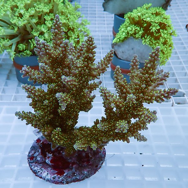 【サンゴ現物28】ブリードミドリイシ !15時までのご注文で当日発送 【ミドリイシ】(t214