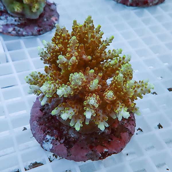 【サンゴ現物29】ブリードミドリイシ !15時までのご注文で当日発送 【ミドリイシ】(t214