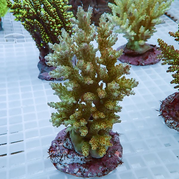 【サンゴ現物30】ブリードミドリイシ !15時までのご注文で当日発送 【ミドリイシ】(t214