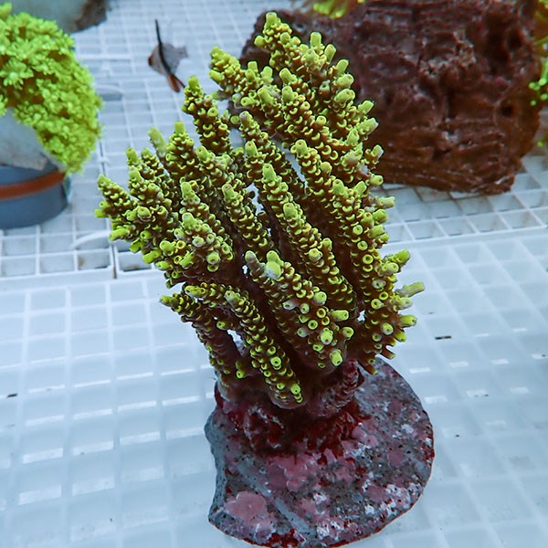 【サンゴ現物31】ブリードミドリイシ!15時までのご注文で当日発送 【ミドリイシ】(t214