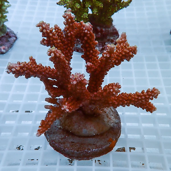 【サンゴ現物32】ブリードミドリイシ!15時までのご注文で当日発送 【ミドリイシ】(t214