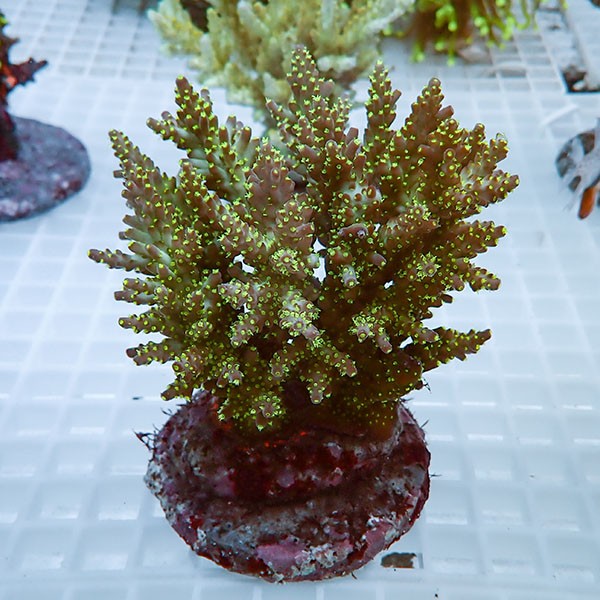 【サンゴ現物33】ブリードミドリイシ !15時までのご注文で当日発送 【ミドリイシ】(t214