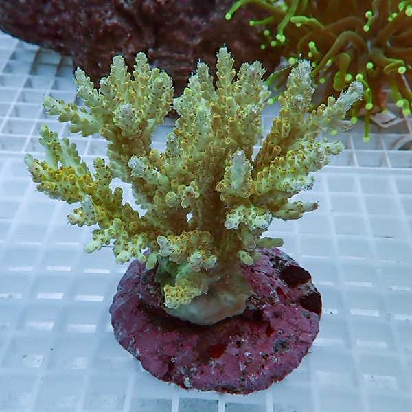 【サンゴ現物34】ブリードミドリイシ !15時までのご注文で当日発送 【ミドリイシ】(t214