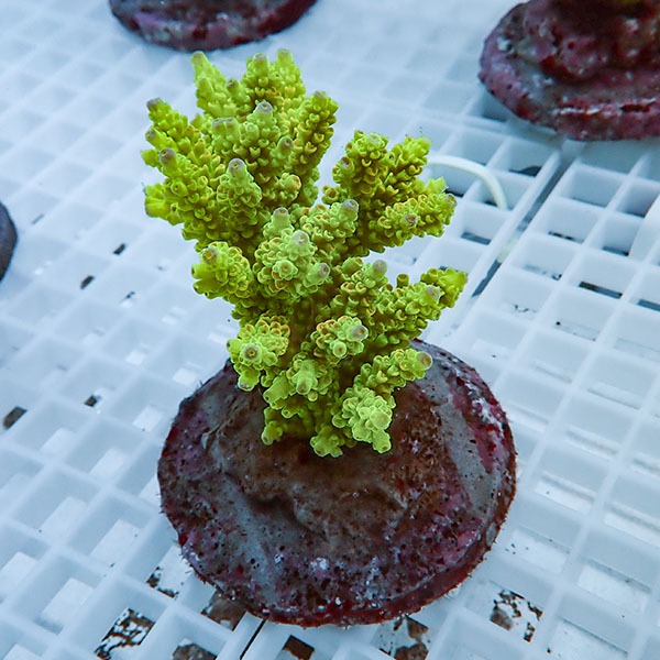 【サンゴ現物35】ブリードミドリイシ !15時までのご注文で当日発送 【ミドリイシ】(t214