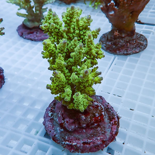 【サンゴ現物36】ブリードミドリイシ !15時までのご注文で当日発送 【ミドリイシ】(t214