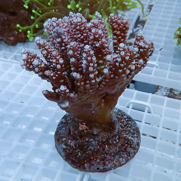 【サンゴ現物37】ブリードミドリイシ !15時までのご注文で当日発送 【ミドリイシ】(t214