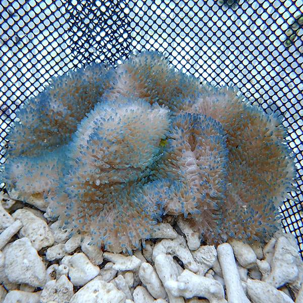 【現物9】ハタゴイソギンチャク ブルー 18-20cm±!15時までのご注文で当日発送(t213