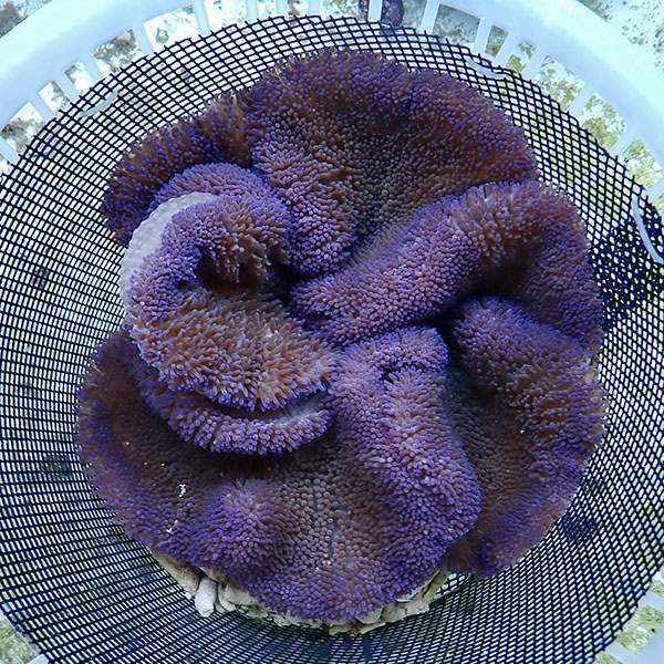 【現物10】ハタゴイソギンチャク パープル 22-26cm±!15時までのご注文で当日発送(t213