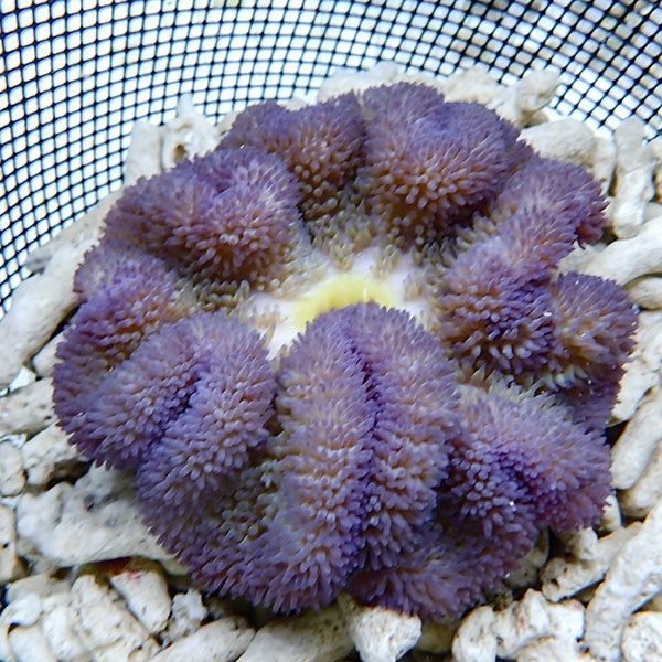 【現物8】ハタゴイソギンチャク パープル12-14cm±!15時までのご注文で当日発送(t213