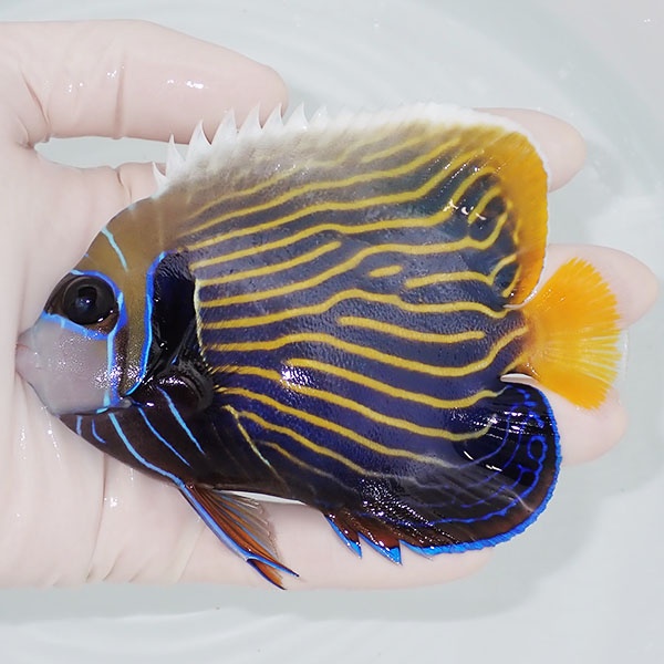 【現物3】タテジマキンチャクダイ 11.5cm±!海水魚 ヤッコ  15時までのご注文で当日発送(t111(t207