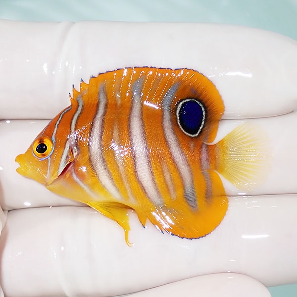 【現物14】ニシキヤッコ 4.7cm±!海水魚 ヤッコ15時までのご注文で当日発送(t111(t207