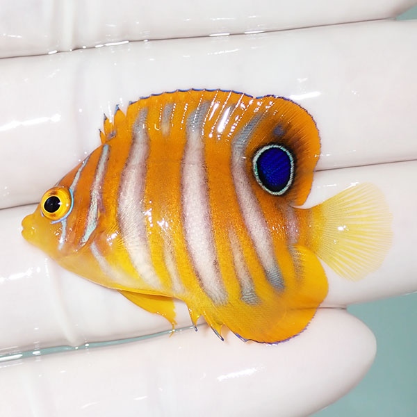 【現物15】ニシキヤッコ 4.5cm±!海水魚 ヤッコ15時までのご注文で当日発送(t111(t207